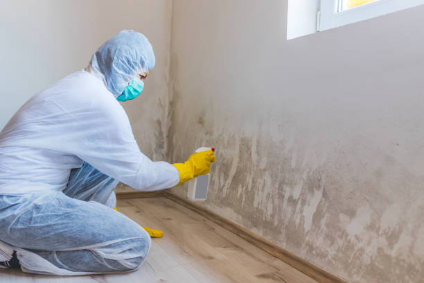 Licensed Attic Mold Remediation service in White Post, VA - Car Mold Remediation