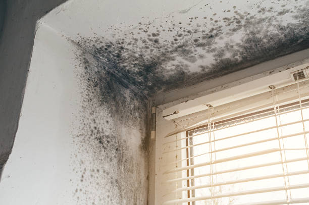 Affordable Attic Mold Remediation solutions in White Post, VA