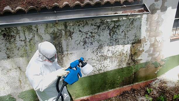 Top rated local Attic Mold Remediation specialists in White Post, VA